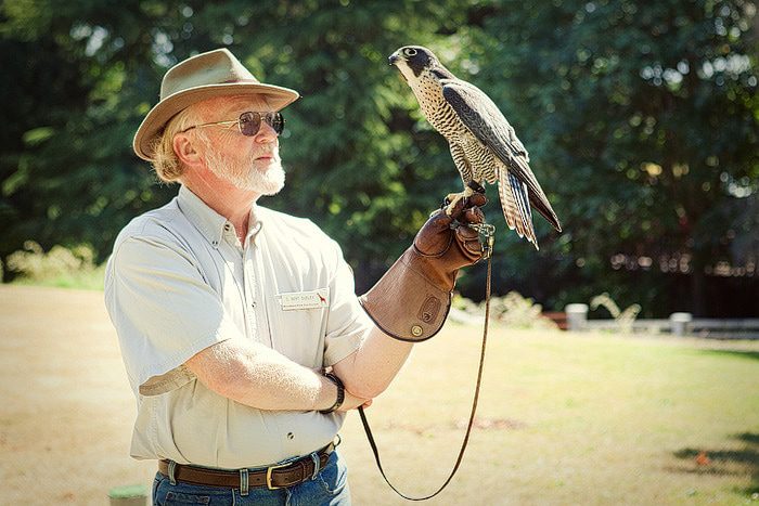 d1_peregrin_falcon d1_peregrin_falcon