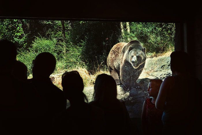 grizzly_bear grizzly_bear
