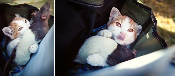 cat_and_rat