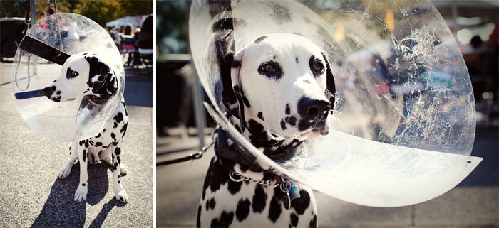 dalmation_seattle1 dalmation_seattle1
