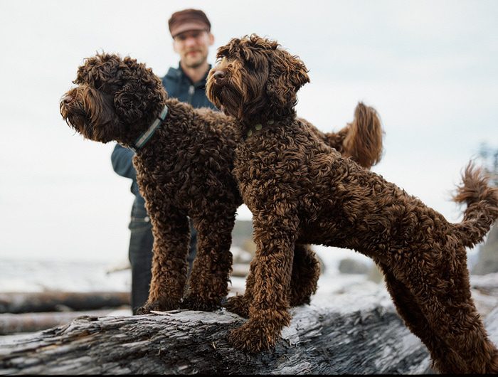 labradoodles_photo