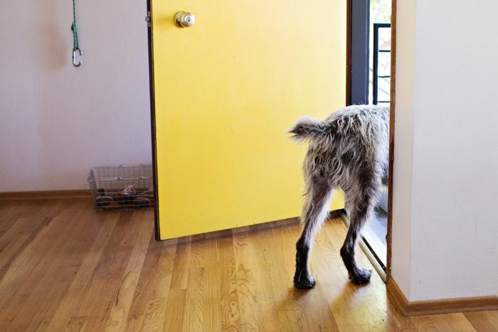 dog looking out door