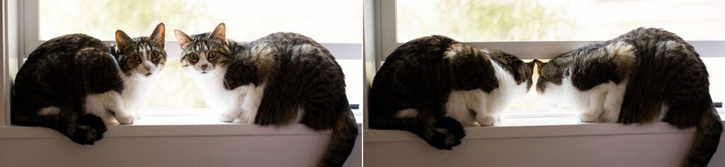 two cats that can't be bothered